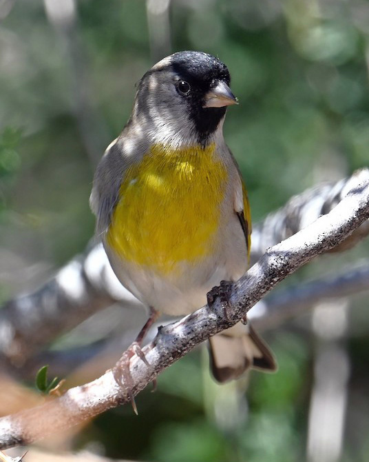 Lawrence's Goldfinch
