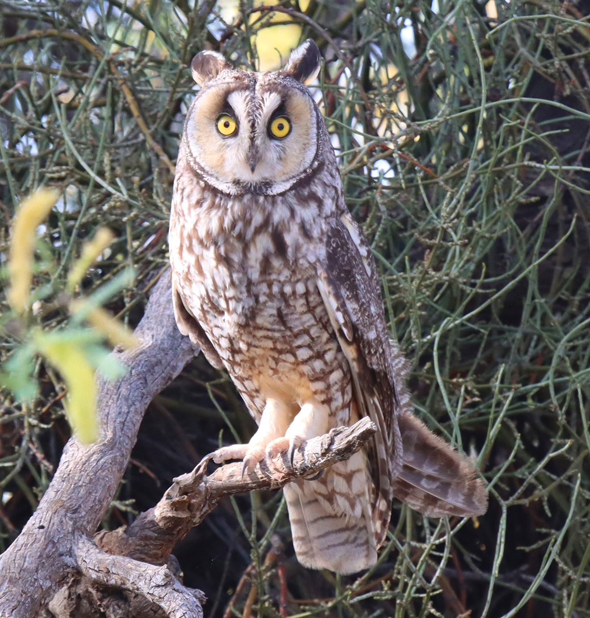 Long-eared Owl