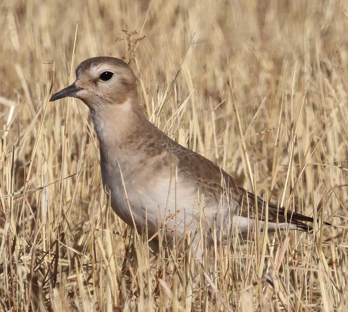 Mountain Plover