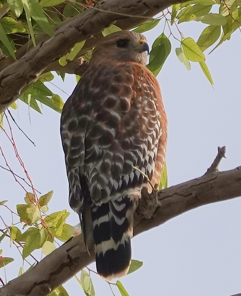 Red-shouldered Hawk