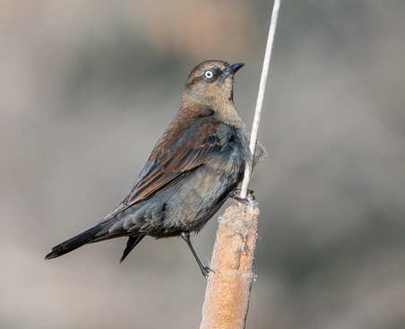 Rusty Blackbird