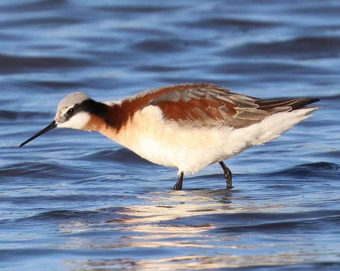 Wilson's Phalarope